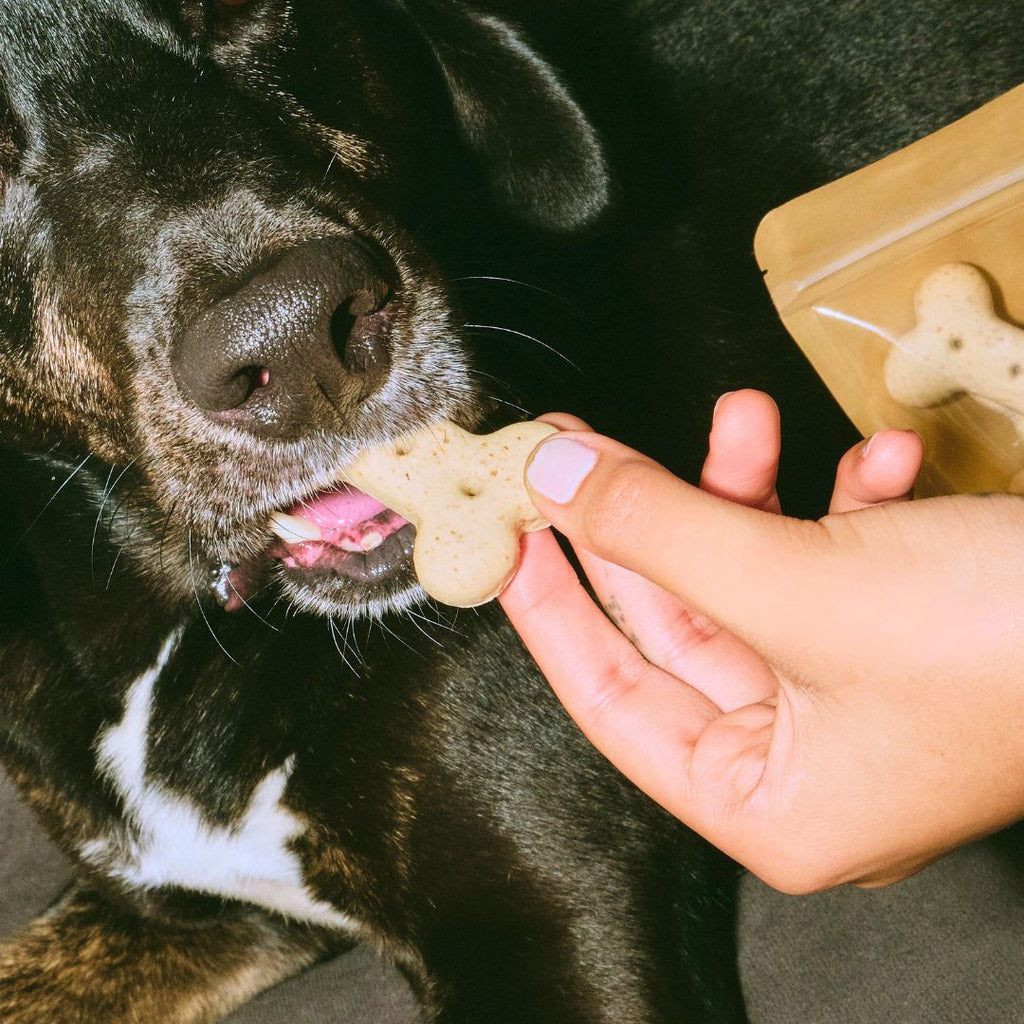 What's really in your dog's treats?