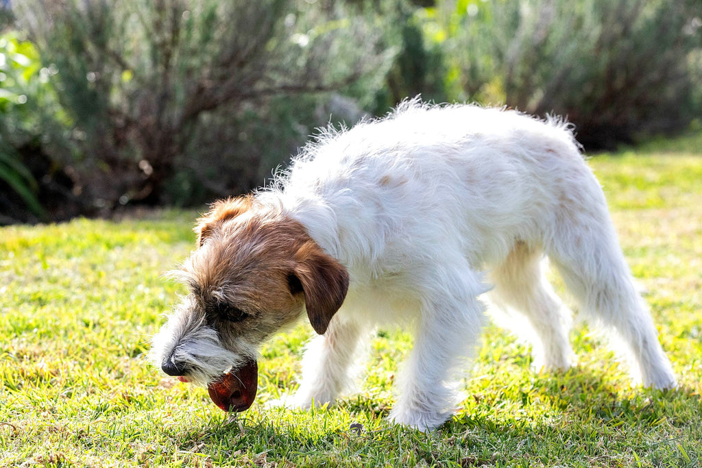 Why Chewing Matters For Your Dog