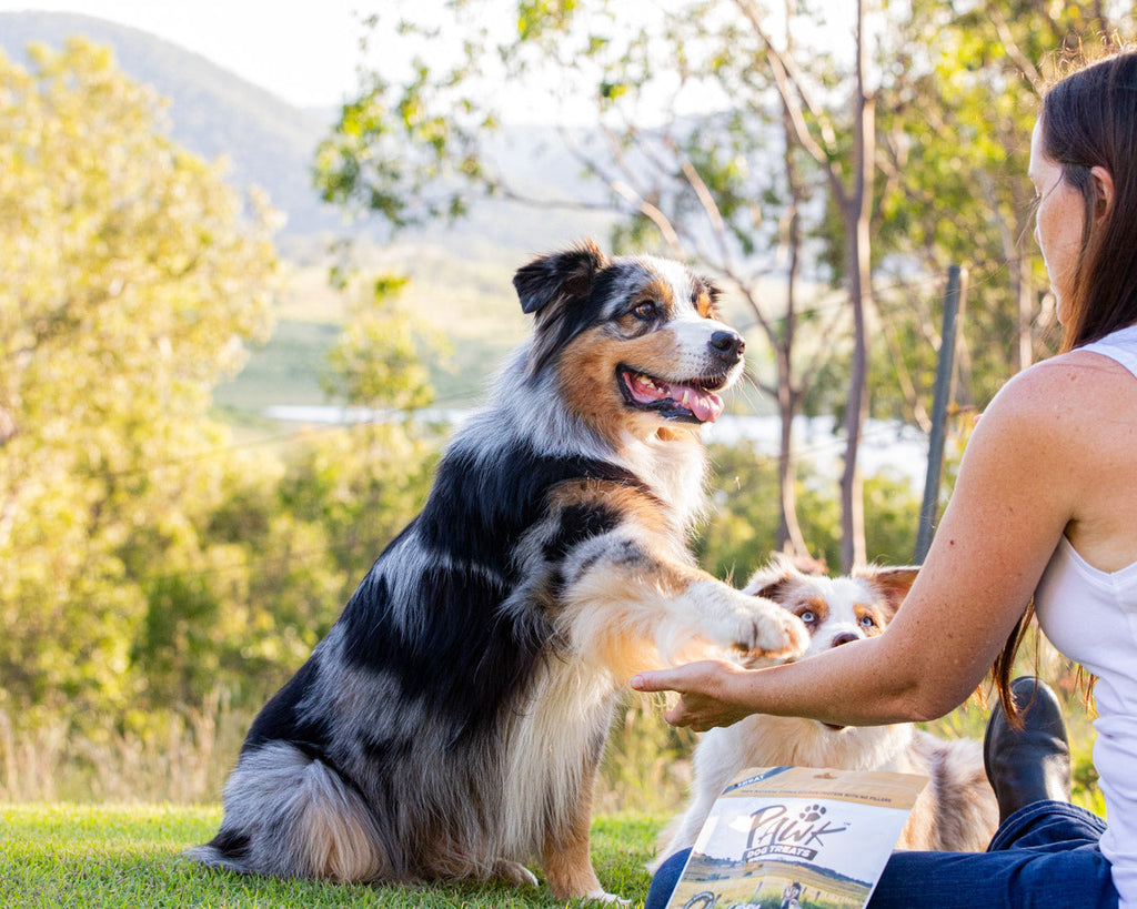 Understanding Pork In Your Dog's Diet