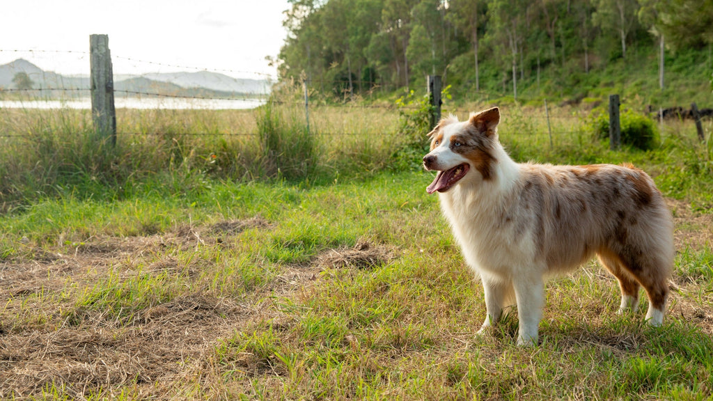 Where Are Your Treats From?