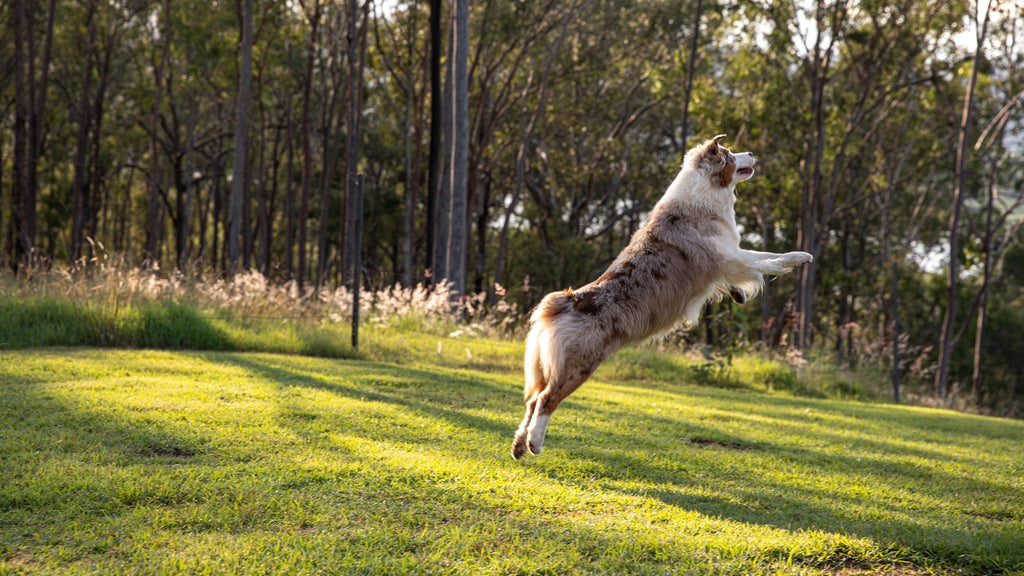 The role of treats in your dog's diet
