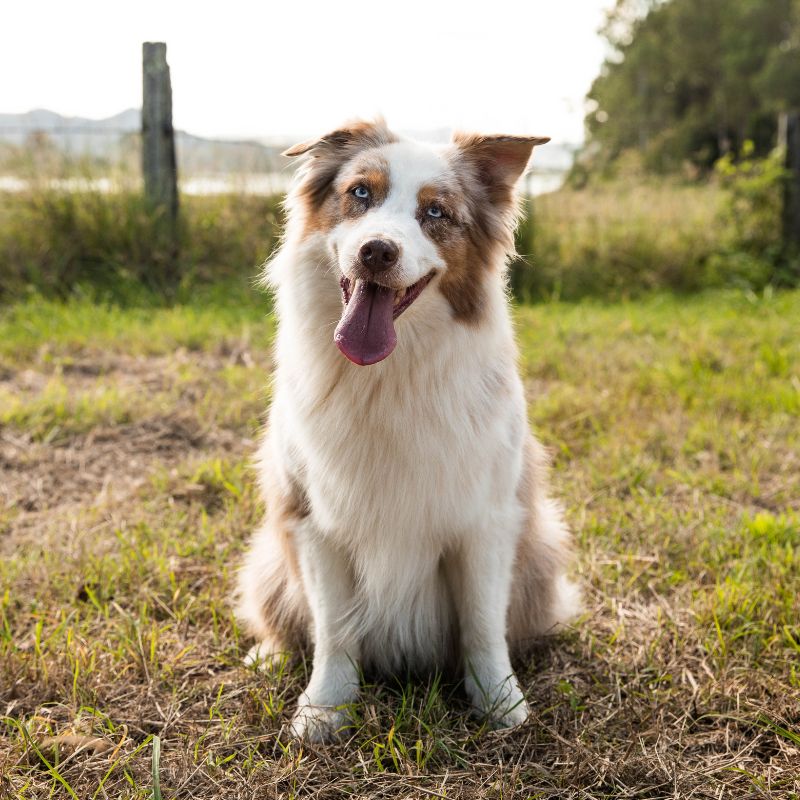 The Role Of Treats In Your Dog's Diet