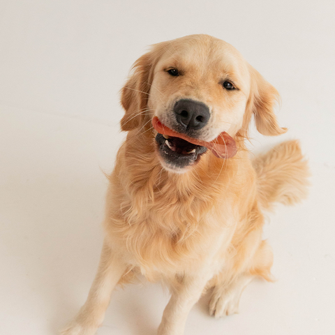 Pawk Image Collection Products Page – Pawk Pet Co. Pty Ltd