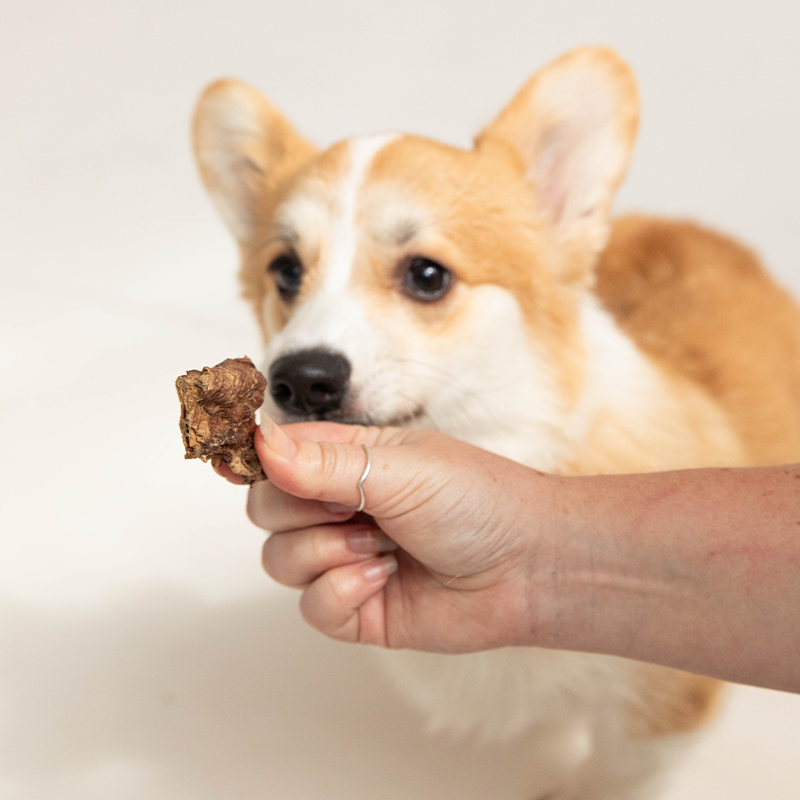 Pawk Pet Treats – Pawk Pet Co. Pty Ltd