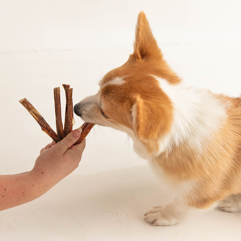 Pizzle (Bully Stick)