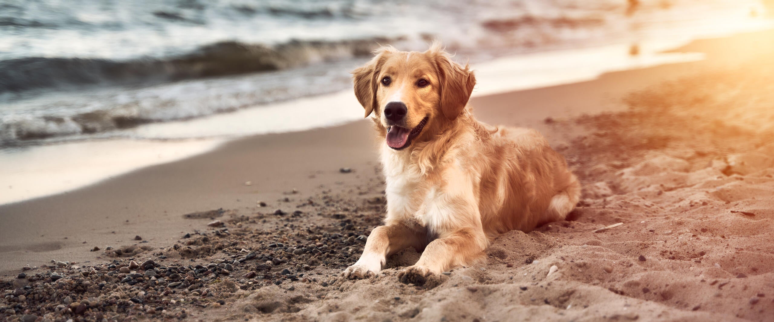 Pawk Image Collection About Us – Pawk Pet Co. Pty Ltd