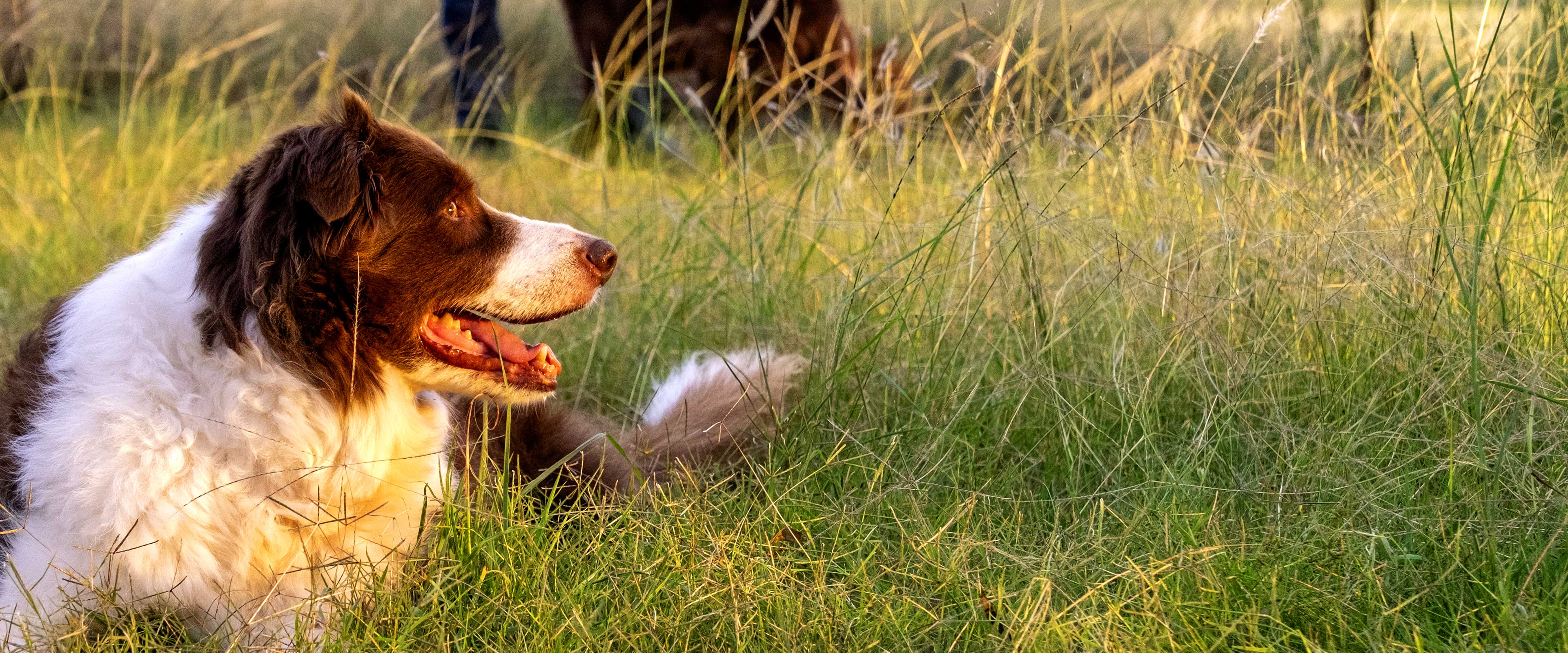 Pawk Image Collection About Us – Pawk Pet Co. Pty Ltd